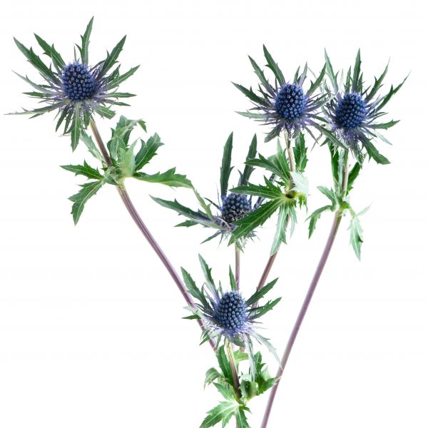 eryngium, modrý bodliak do vázy