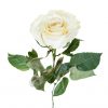 biel ruža, rezaný kvet
