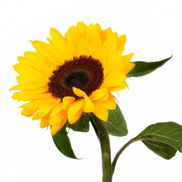 helianthus, slnečnica, rezaný kvet