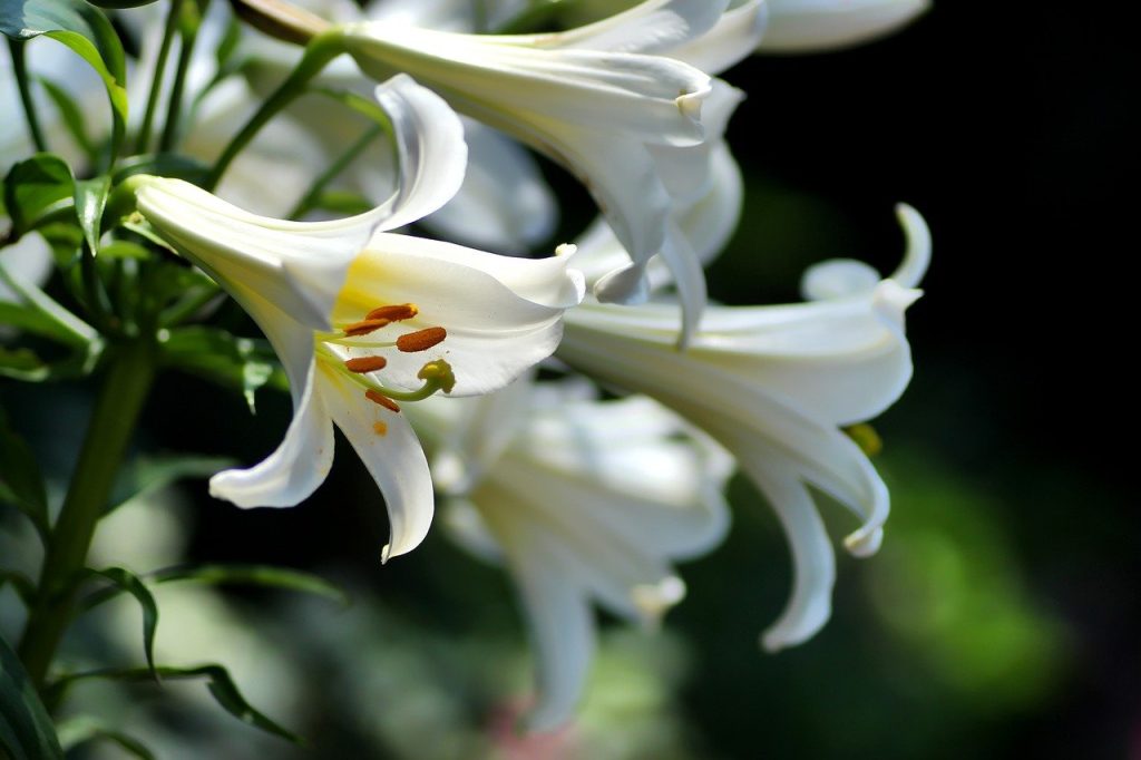 záhradná rozkvitnutá biela ľalia